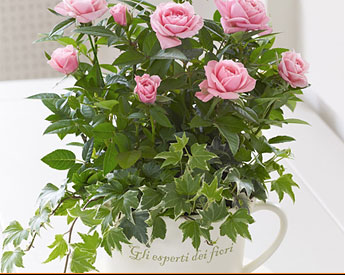 Care for your Bouquet Care for your Bouquet